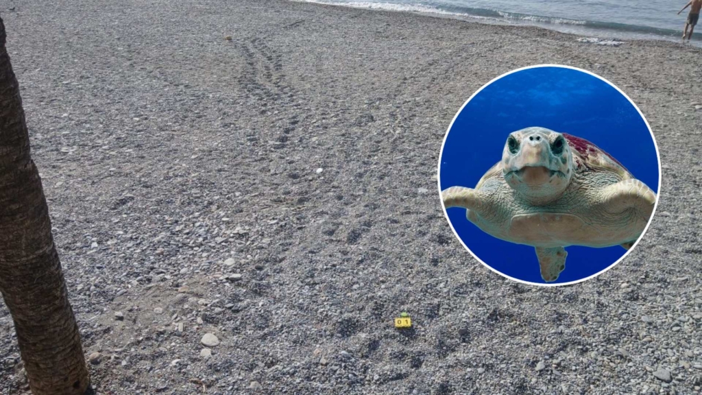 Tras el rastro de una tortuga boba en Almuñécar: el Ayuntamiento pide a los bañistas colaboración