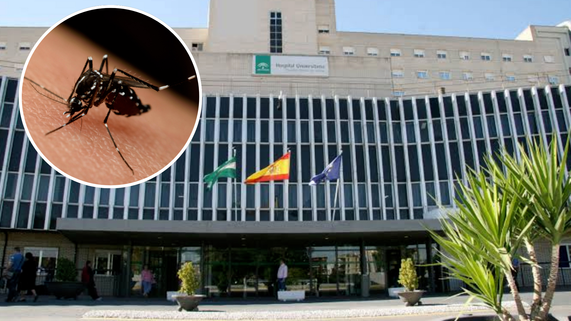 Andalucía registra la primera muerte por fiebre del Nilo Occidental y suma ya 17 casos este año