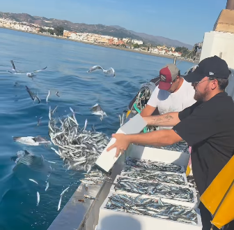 Pesqueros devuelven al mar cientos de boquerones al no sacar rentabilidad debido al precio de venta en la lonja