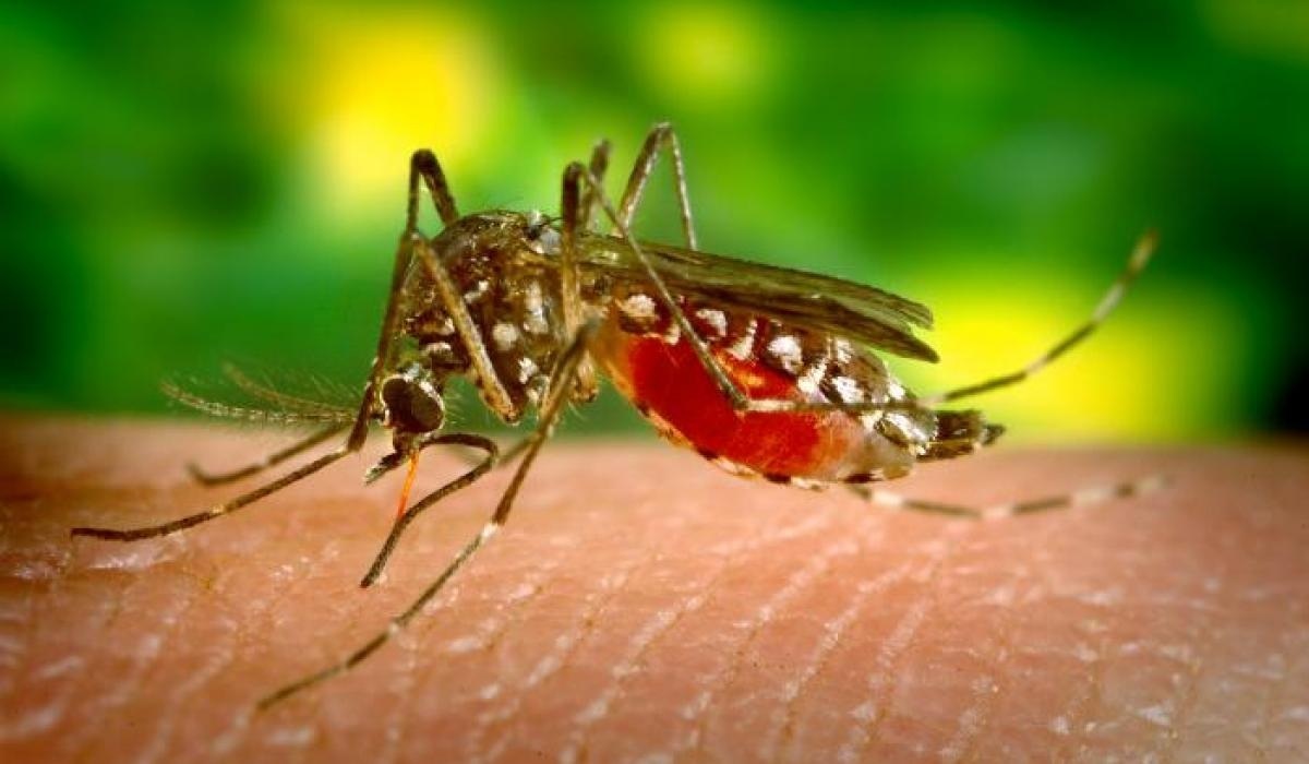 Se confirma un nuevo caso de virus del Nilo en Sevilla: ya van 68 en Andalucía