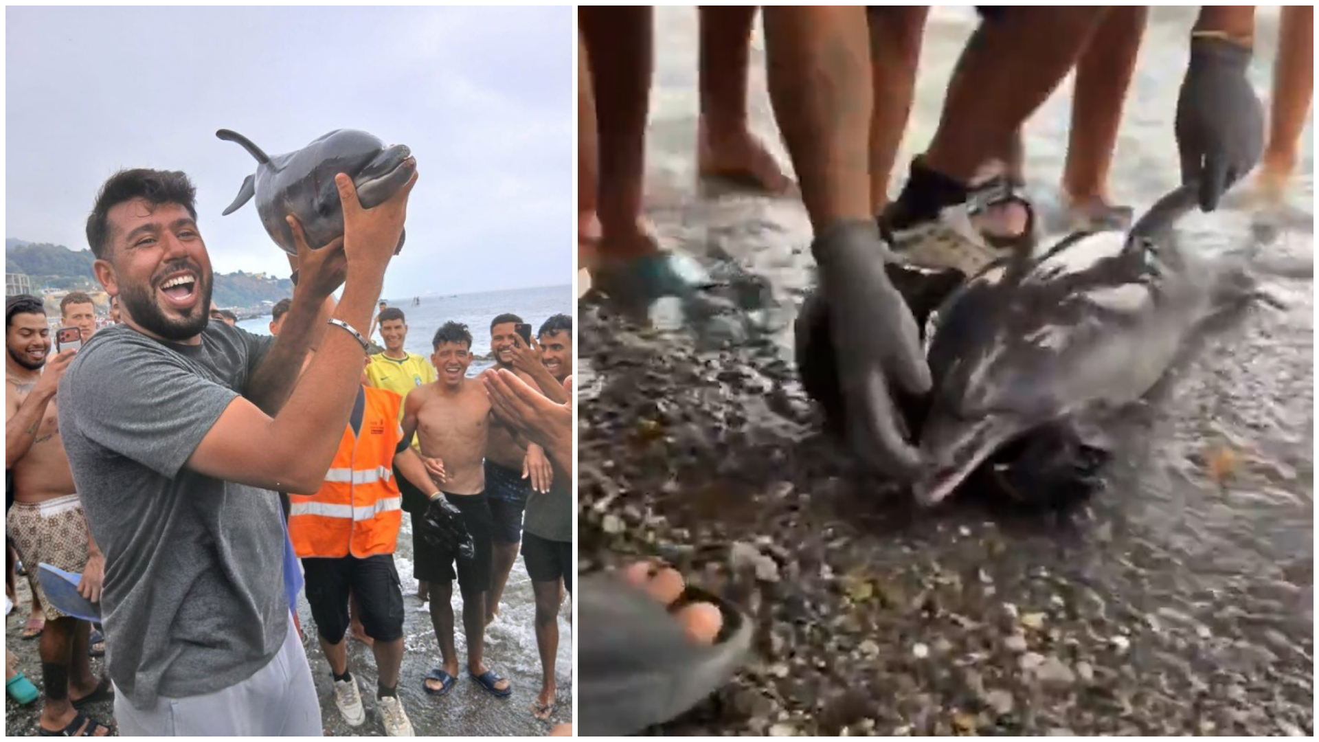 Indignación en Ceuta por un vídeo en el que un grupo de migrantes mata a golpes a una cría de delfín