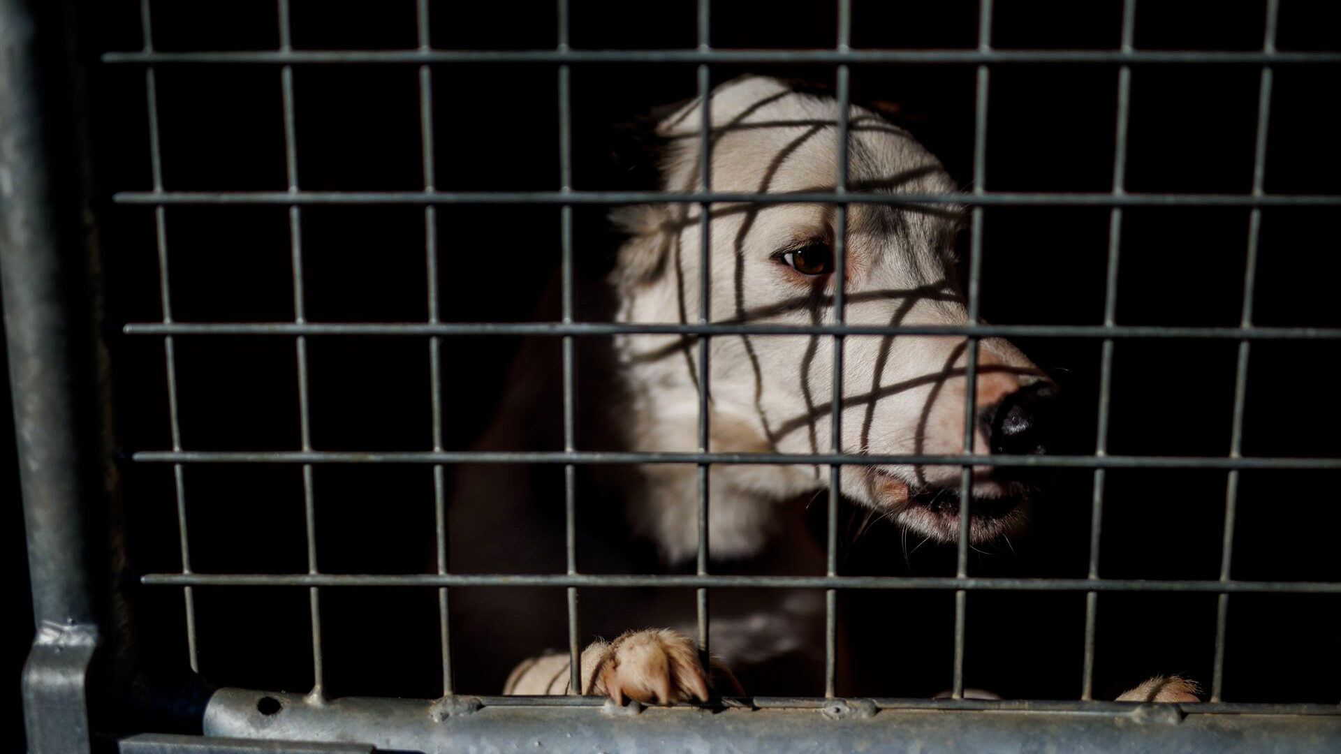 Portada-maltrato-animal-Espana
