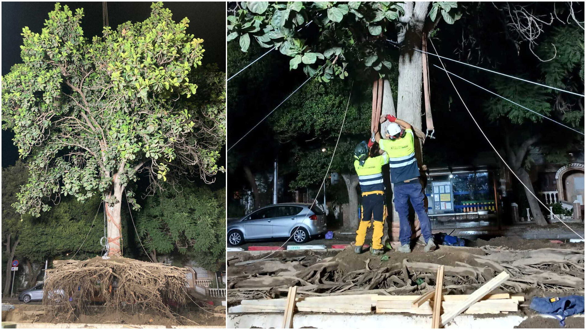 Nuevo ficus en Málaga