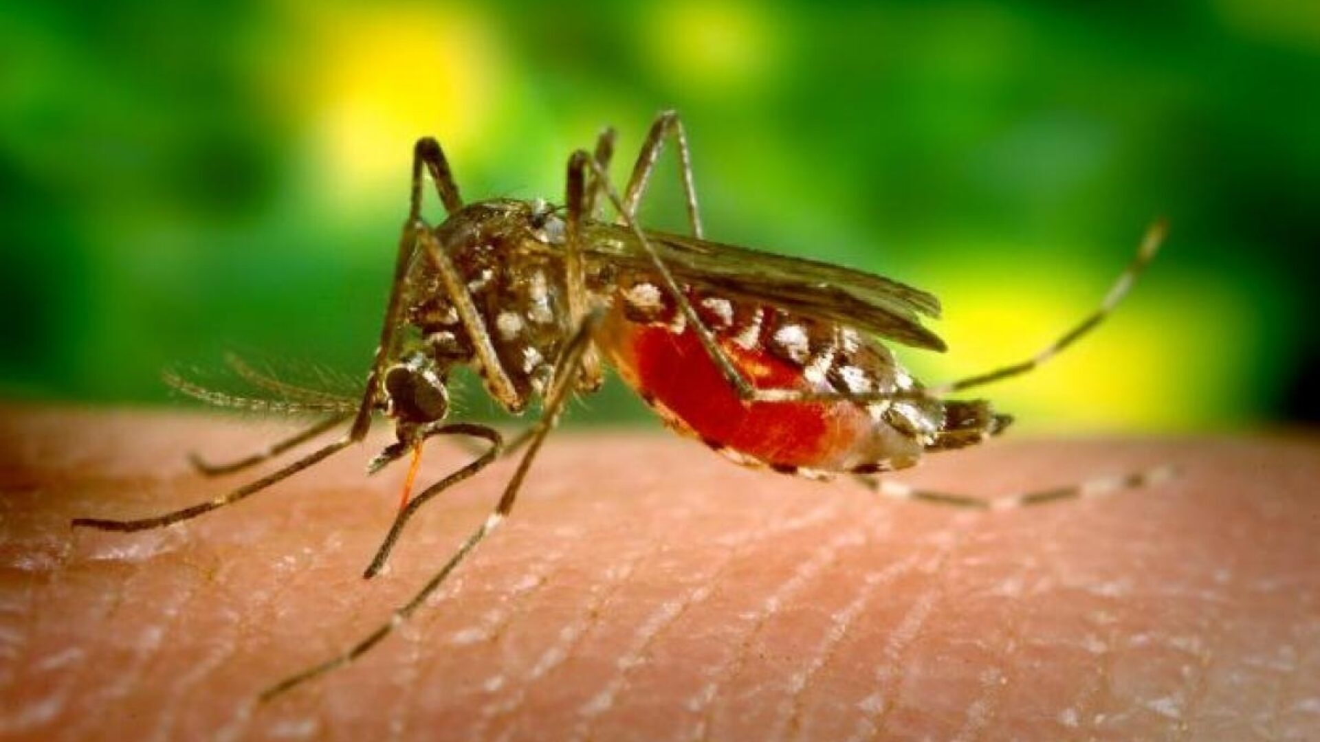 EuropaPress_7640453_anecpla_alerta_avance_mosquitos_garrapatas_sostiene_gestion_vectores