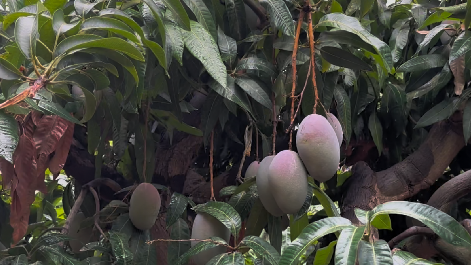 La campaña del mango espera una reducción del 35% con respecto al pasado año