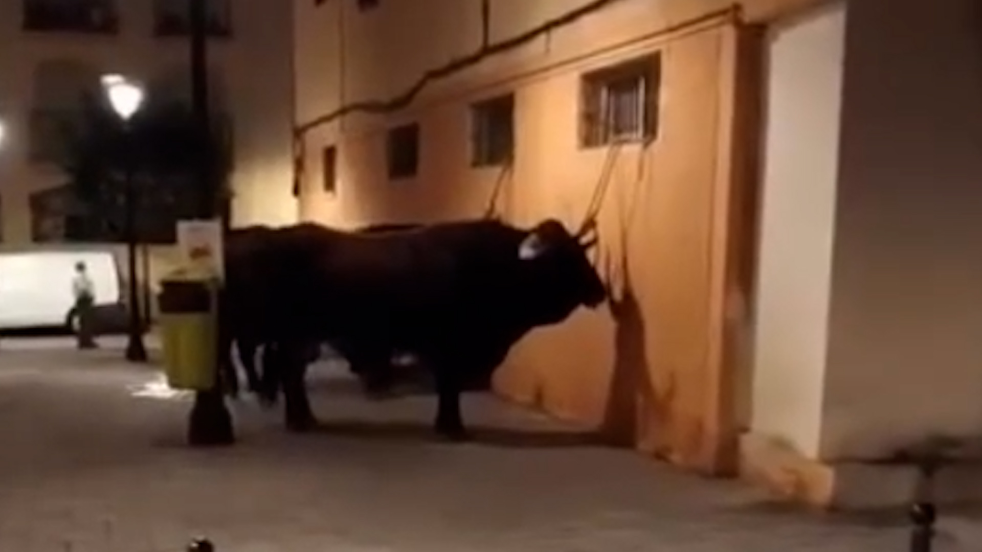Polémica por un buey de la Romería atado en Fuengirola: fue «cuestión de minutos»