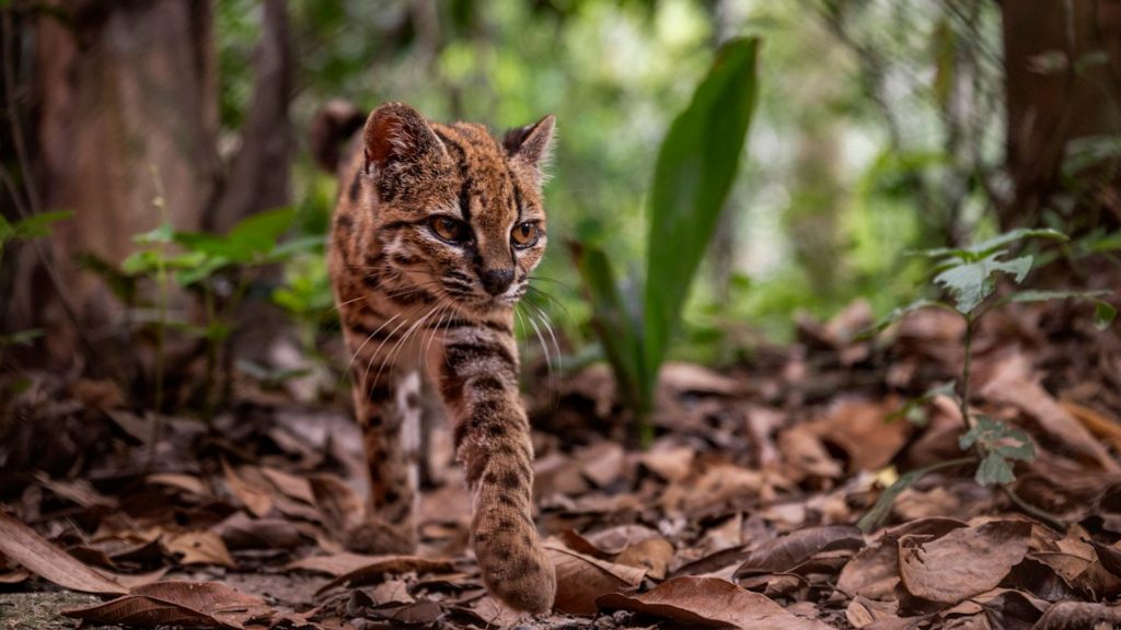 El ticalyo, el pequeño gato que llevaba millones de años escondido en los bosques de Bolivia