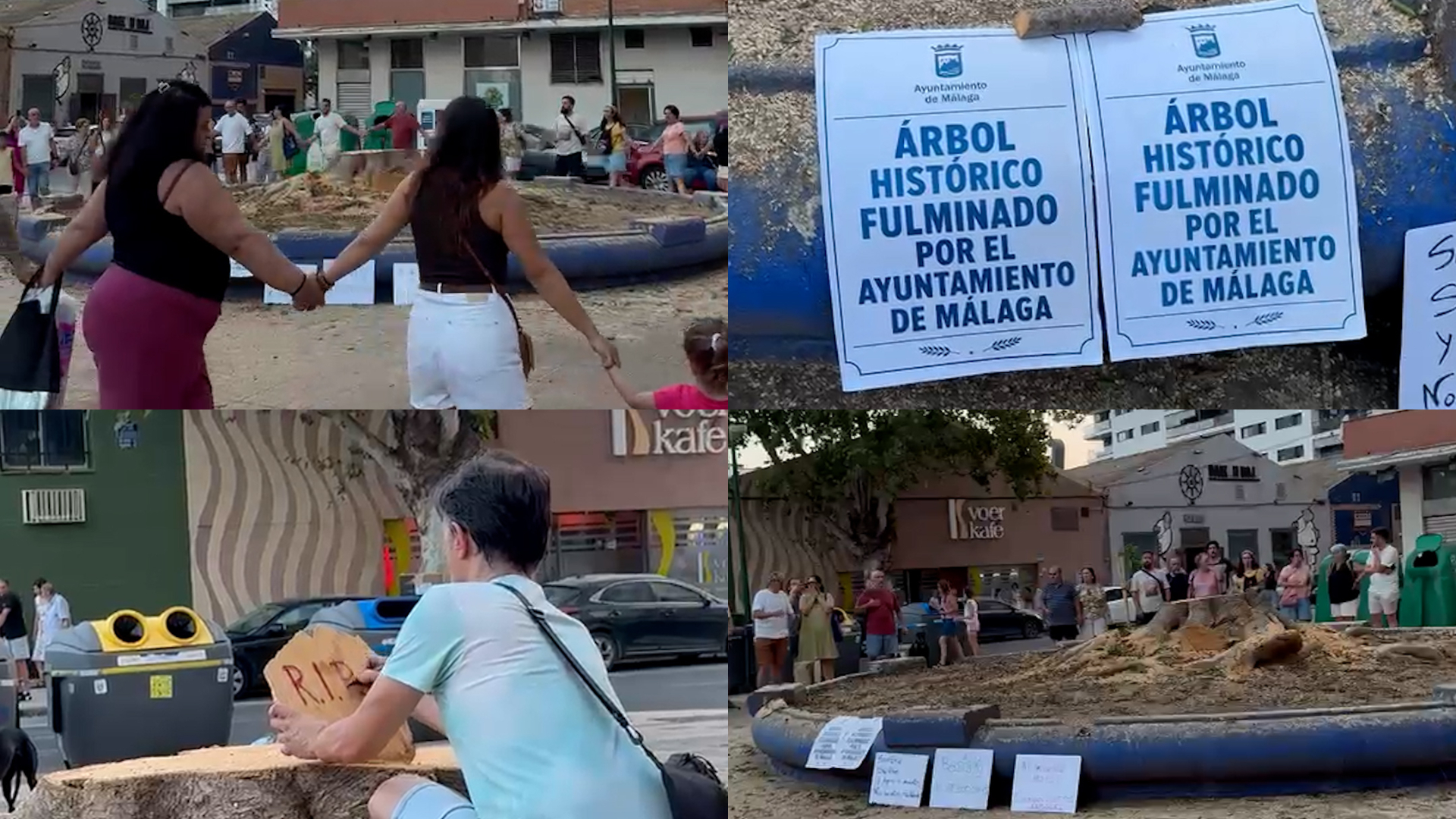 Vecinos del barrio malagueño de La Paz protestan por la tala de un ficus histórico: «Nos roban salud, sombras y lugares de encuentro»
