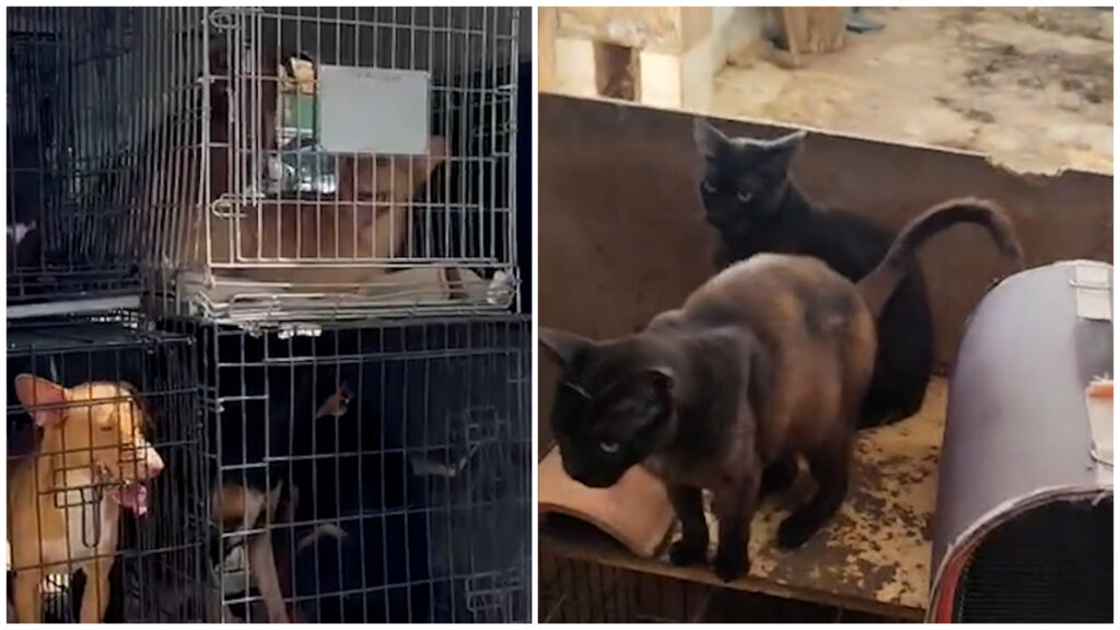 Rescatados 61 perros y gatos encerrados y maltratados en Vélez-Málaga: hay una mujer de 53 años detenida