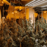 GC-MARIHUANA GC-MARIHUANA
