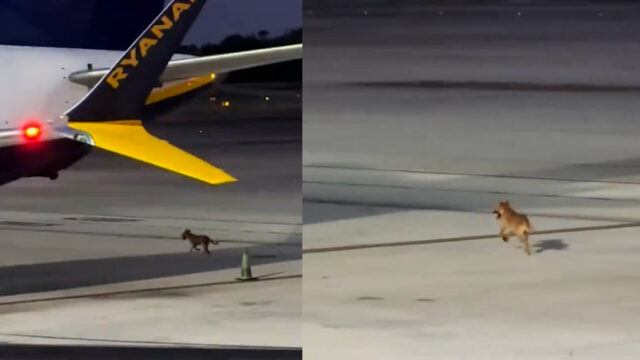 perro-corriendo-aeropuerto-malaga