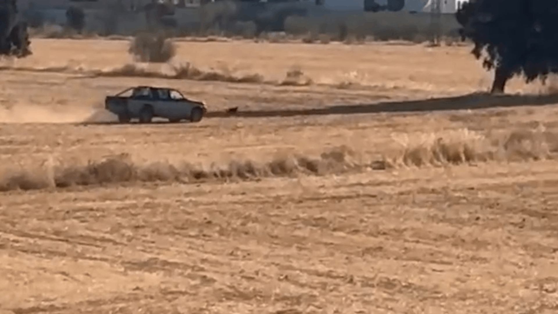 Así decidió pasar la tarde un vecino de Granada, persiguiendo a un perro asilvestrado con su coche