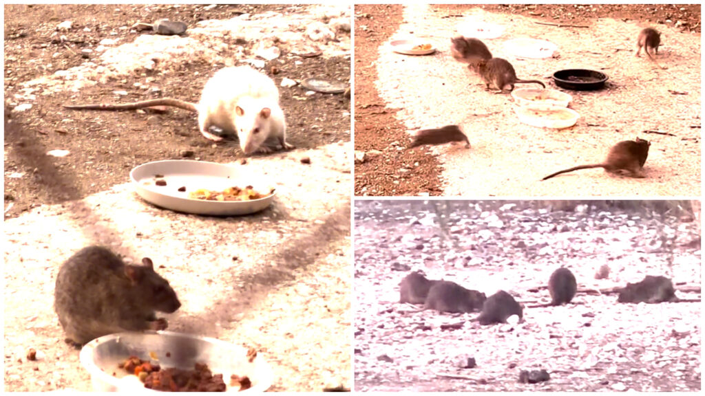«¡Son tan grandes como los gatos!»: vecinos de Málaga, asombrados por la cantidad de ratas en los antiguos terrenos de Repsol