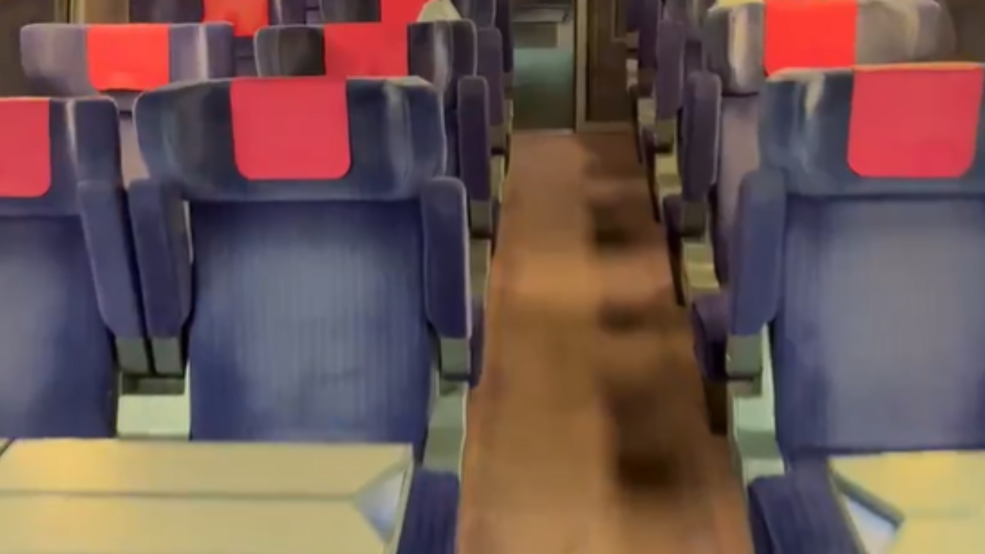 Almudena Ariza muestra un tren Ouigo Madrid-Barcelona casi vacío: «Las imágenes hablan del miedo»